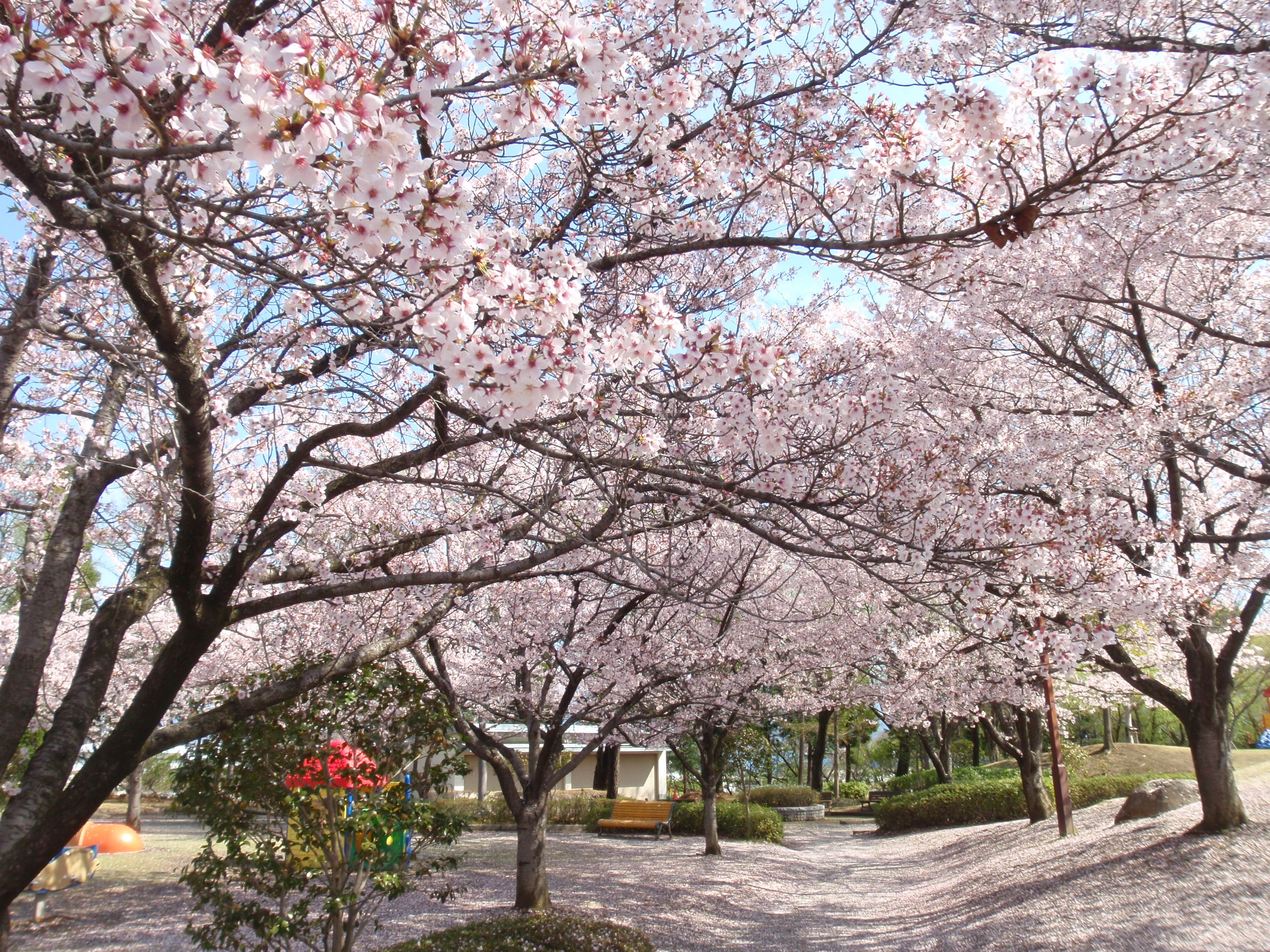 御勅使南公園の桜