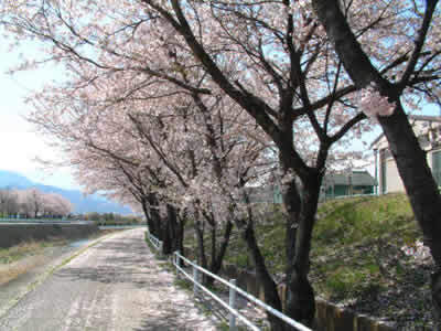 坪川土手の桜