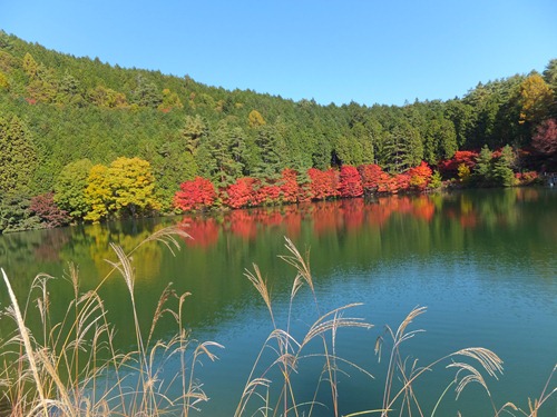 紅葉が見頃になっています～県民の森・伊奈ヶ湖