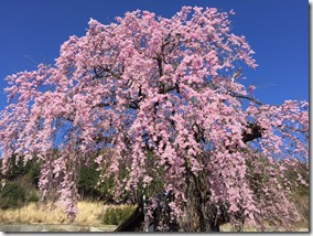 南アルプス市の桜の名所が生中継されます！
