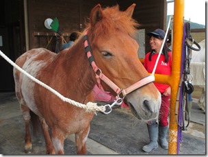 可愛い動物たちと触れ合える 乗馬センター