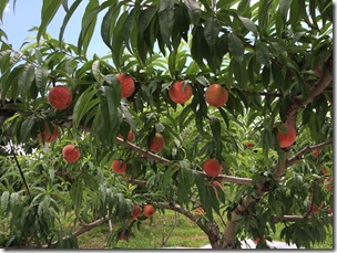 完熟フルーツこだわり探訪“桃狩り”体験しました！
