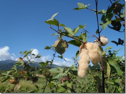 綿摘みと糸紡ぎ体験