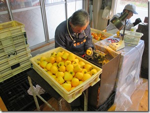 ～南アルプス市内では、あんぽ柿の出荷がピークを迎えています～