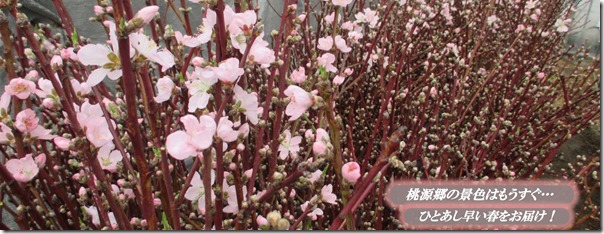 ～南アルプス市から春をお届け～【桃の花枝を配布します】