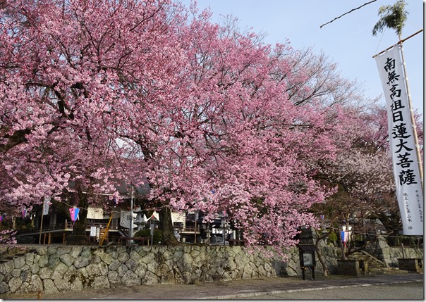 市内の桜が見頃を迎えました!!