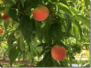 完熟フルーツこだわり探訪“桃狩り”が始まります！