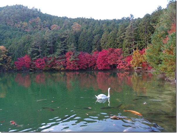 伊奈ヶ湖は紅葉がピークです