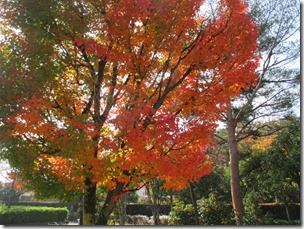 本日の紅葉　～御勅使南公園と伊奈ヶ湖