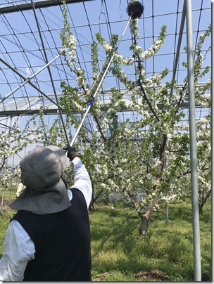 農家さんが受粉作業を行っています | 一般社団法人 南アルプス市観光協会