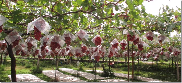 秋の味覚 ぶどうの季節到来