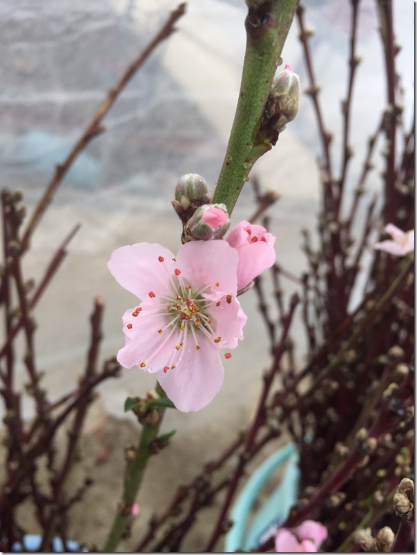 【春をお届け！桃の花枝配布】