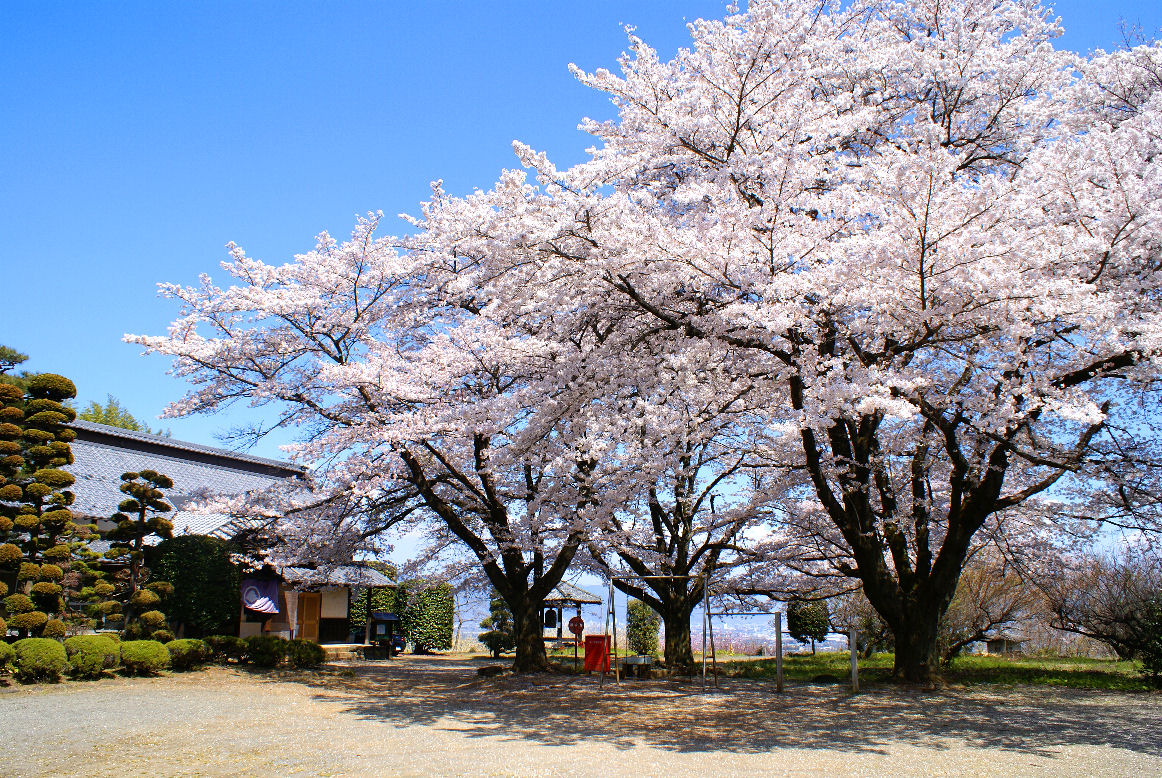 伝嗣院の桜
