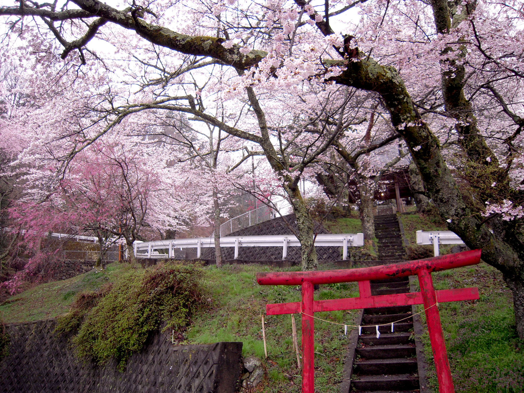 御崎神社の桜