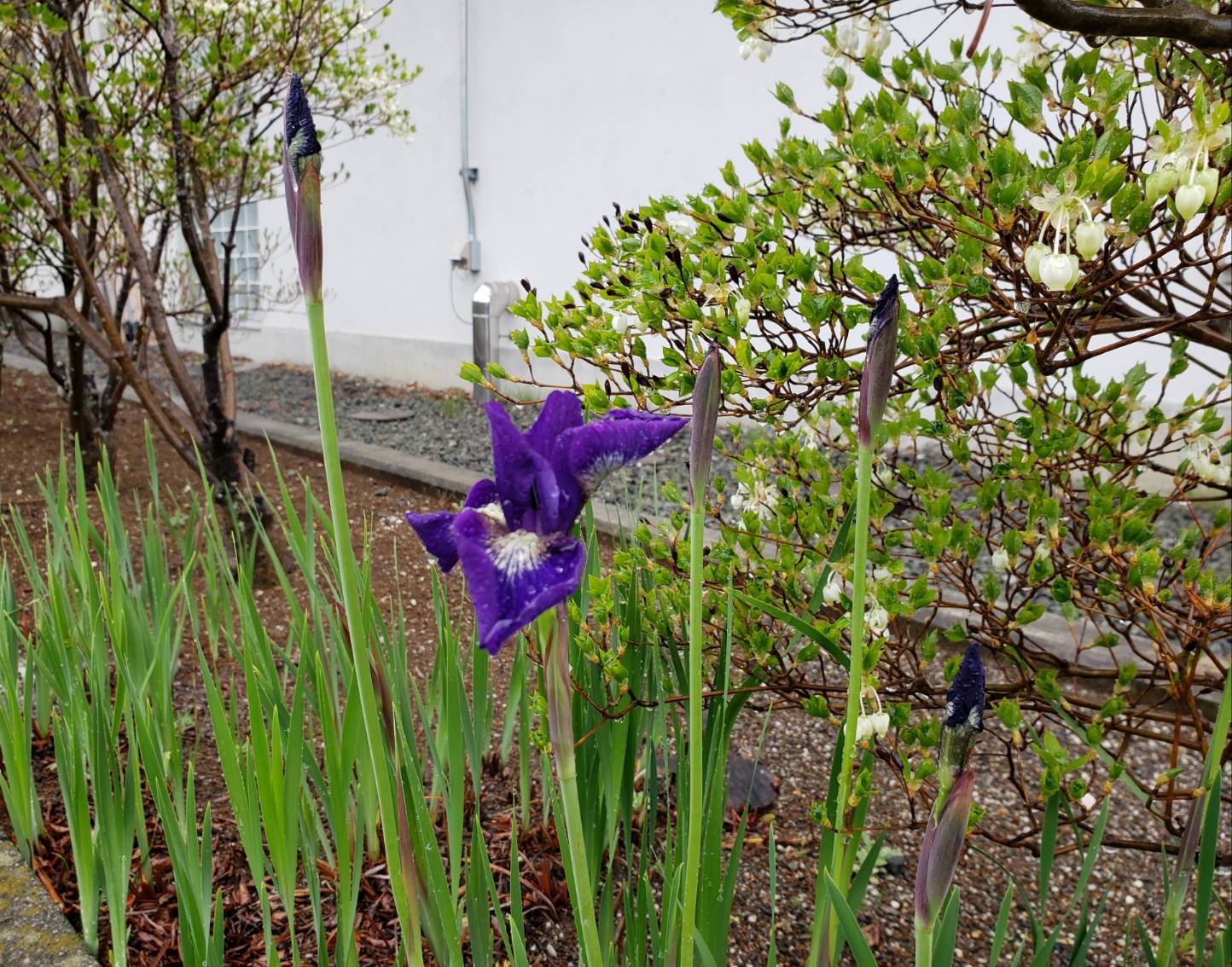 春のお花NO.20