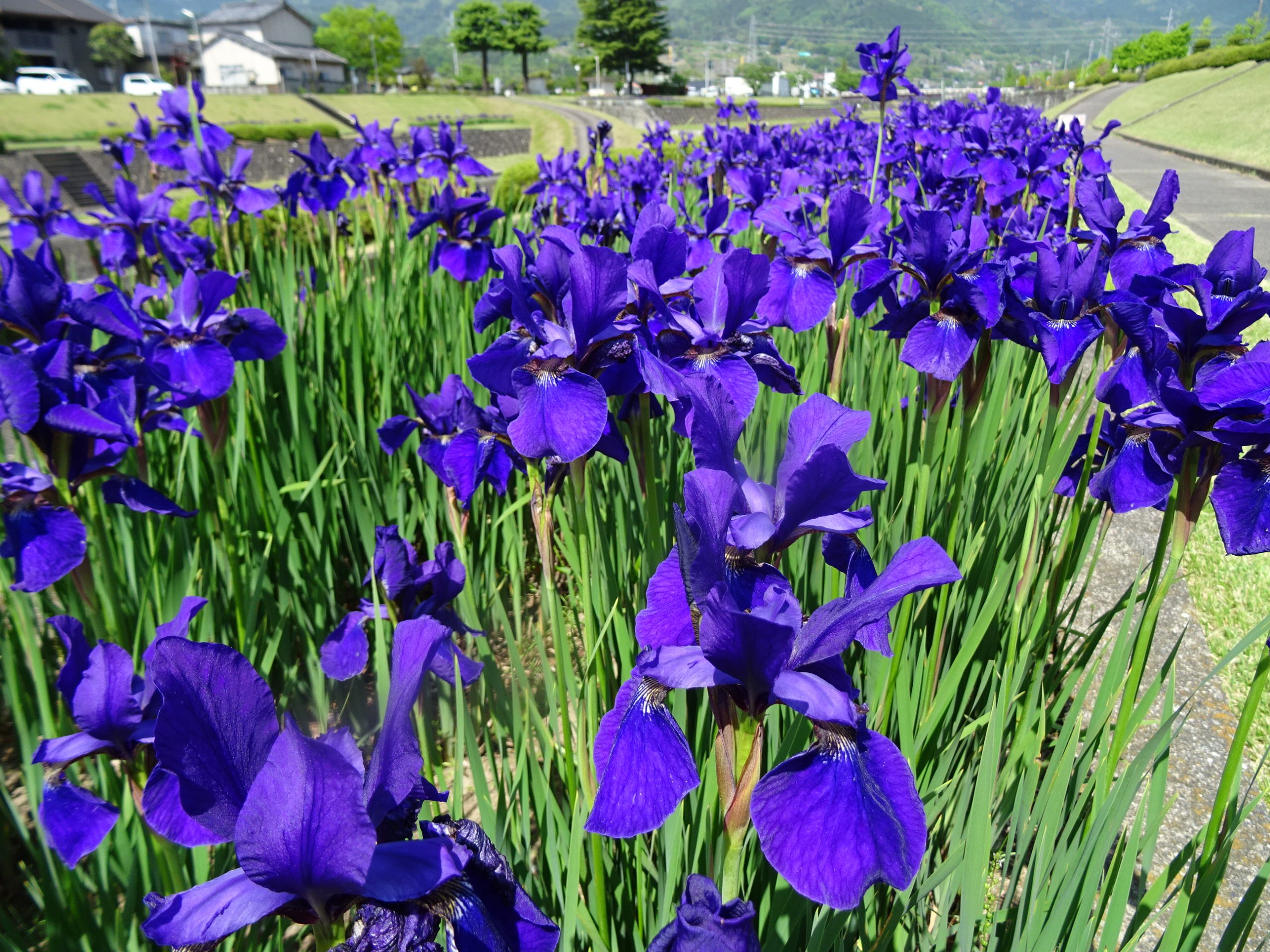 滝沢川公園アヤメの花