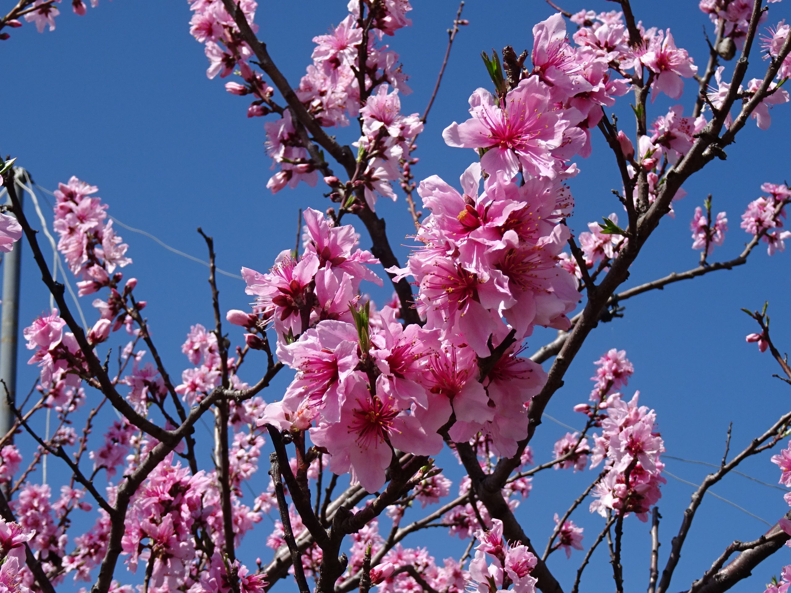 富士山 桜 桃の花 一般社団法人 南アルプス市観光協会