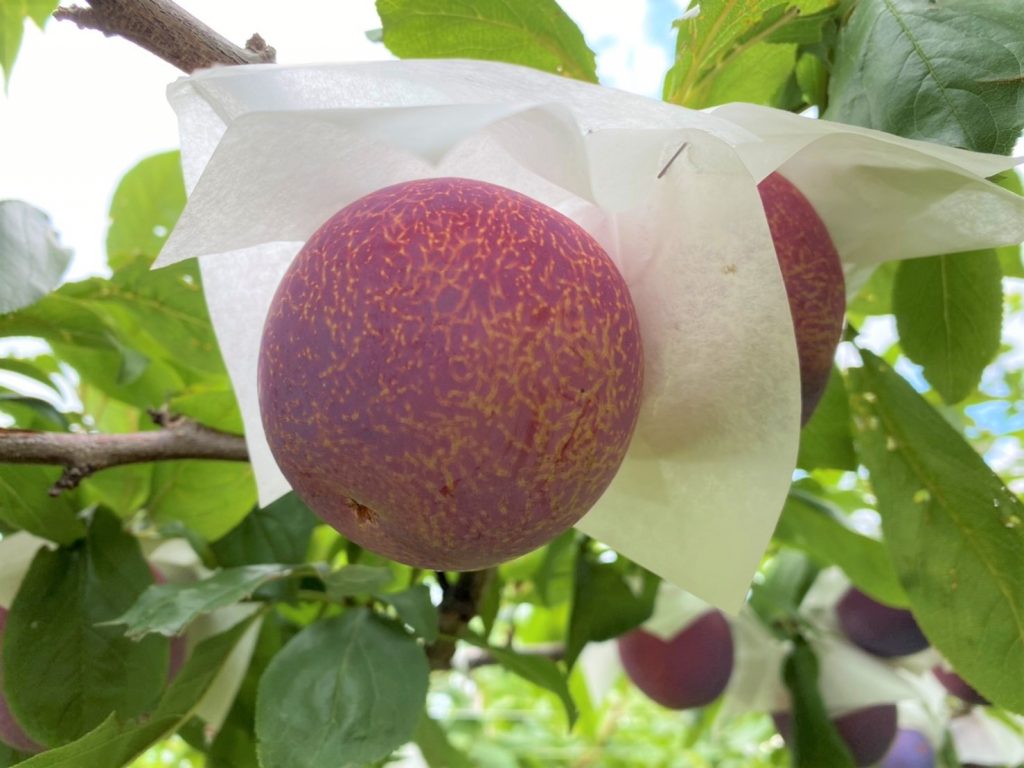 すももの王様 貴陽 きよう 一般社団法人 南アルプス市観光協会