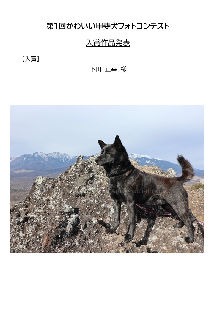 第1回かわいい甲斐犬フォトコンテスト入賞作品 発表 第3弾 一般社団法人 南アルプス市観光協会