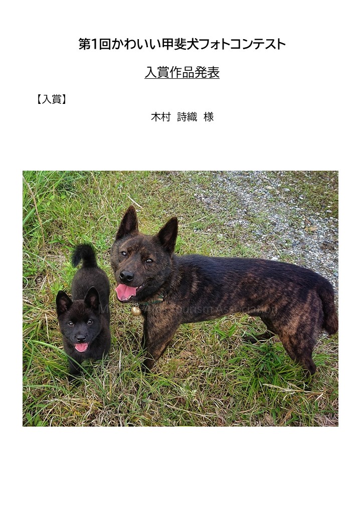 第1回かわいい甲斐犬フォトコンテスト入賞作品 発表 最終 一般社団法人 南アルプス市観光協会