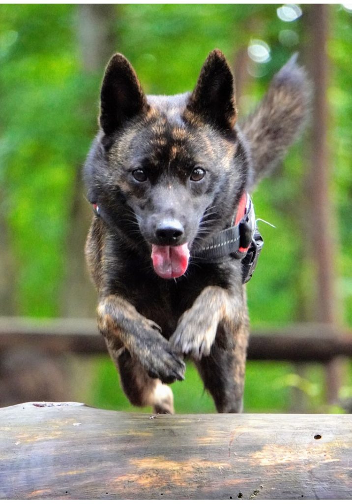 甲斐犬てどんな犬？】パンフレット完成！ | 一般社団法人 南アルプス市 