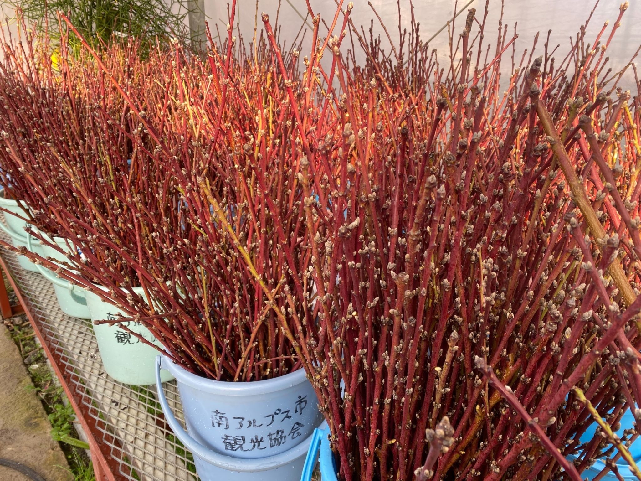 【桃枝拾い】 | 一般社団法人 南アルプス市観光協会