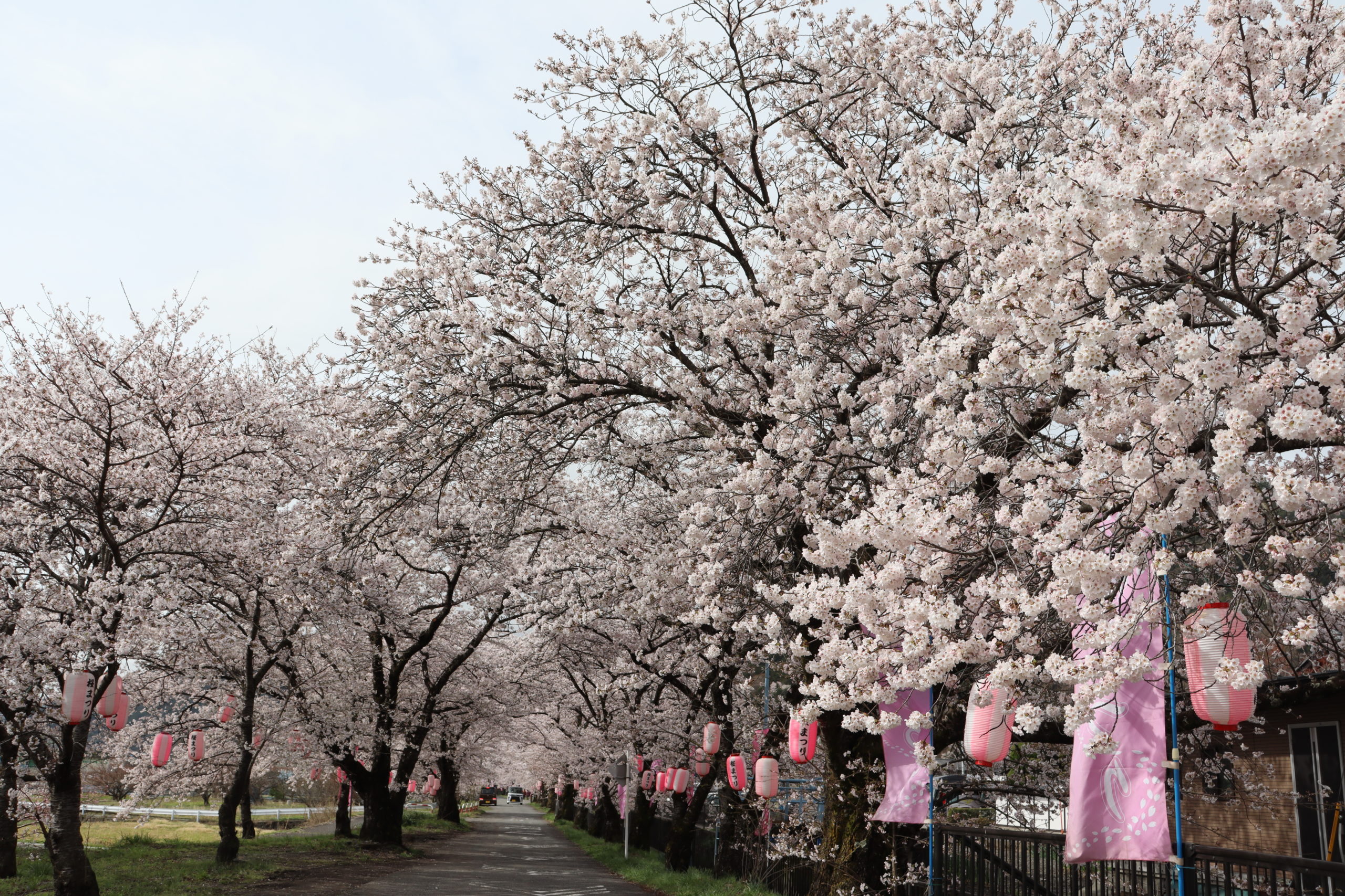 【桜の開花状況🌸】3月27日