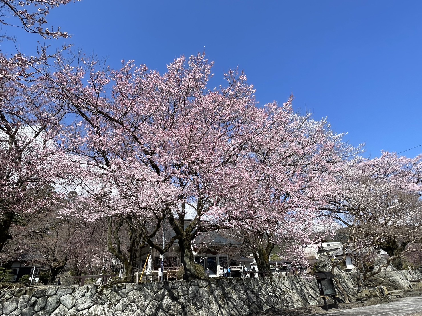 【桜の開花状況🌸】3月20日