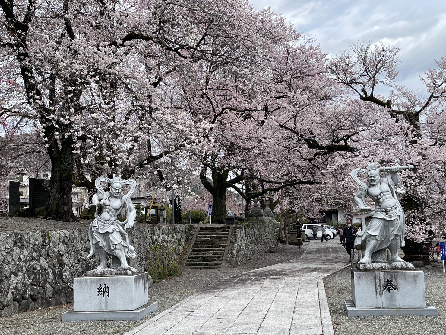 【桜の開花状況🌸】3月24日