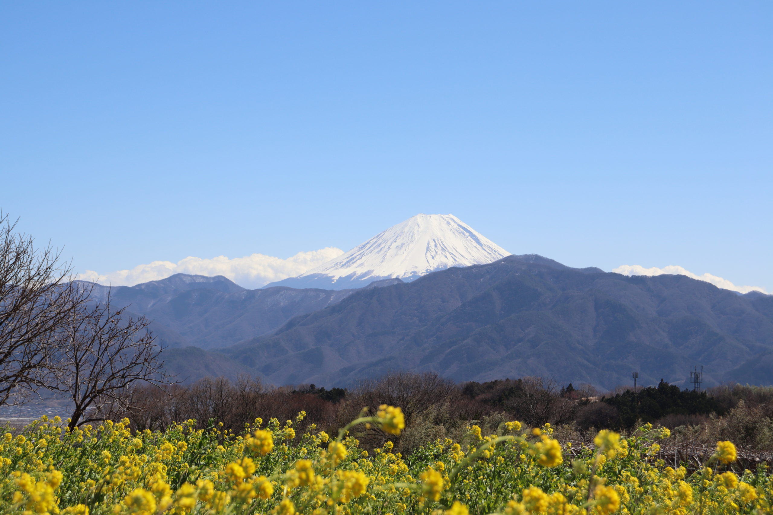 【富士山と菜の花】