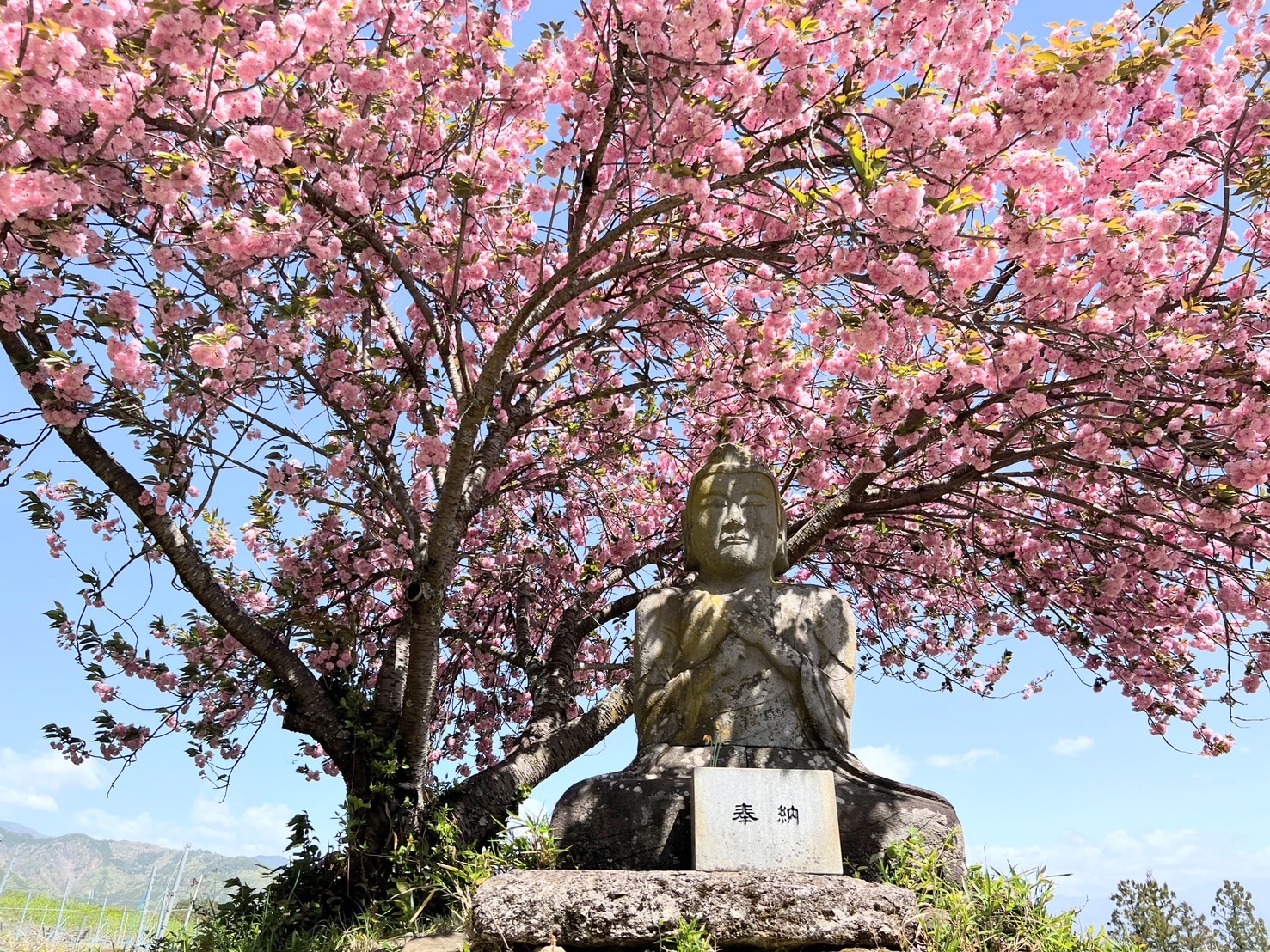 【大日如来坐像の八重桜が満開です！】