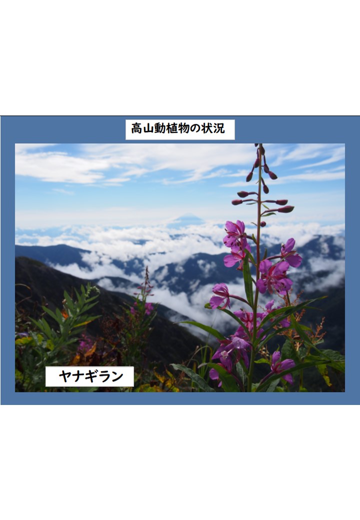 【北岳情報】2024.8.29