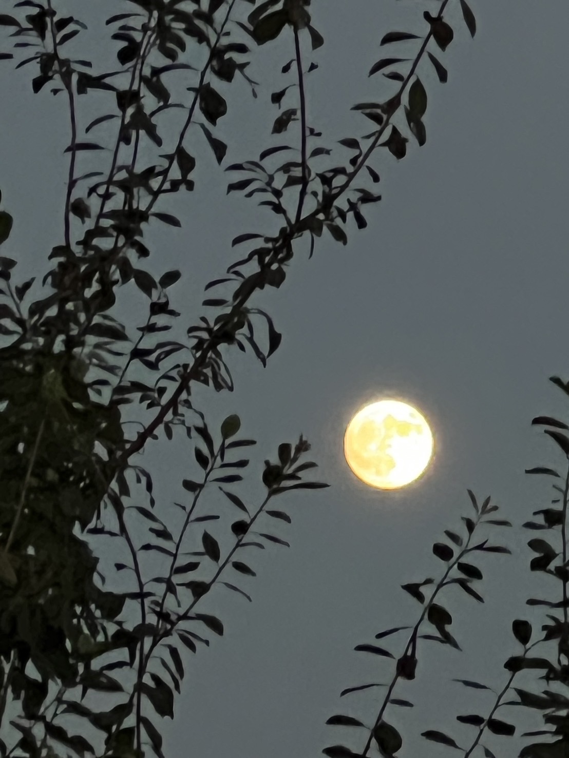 【中秋の名月】R6.9.17