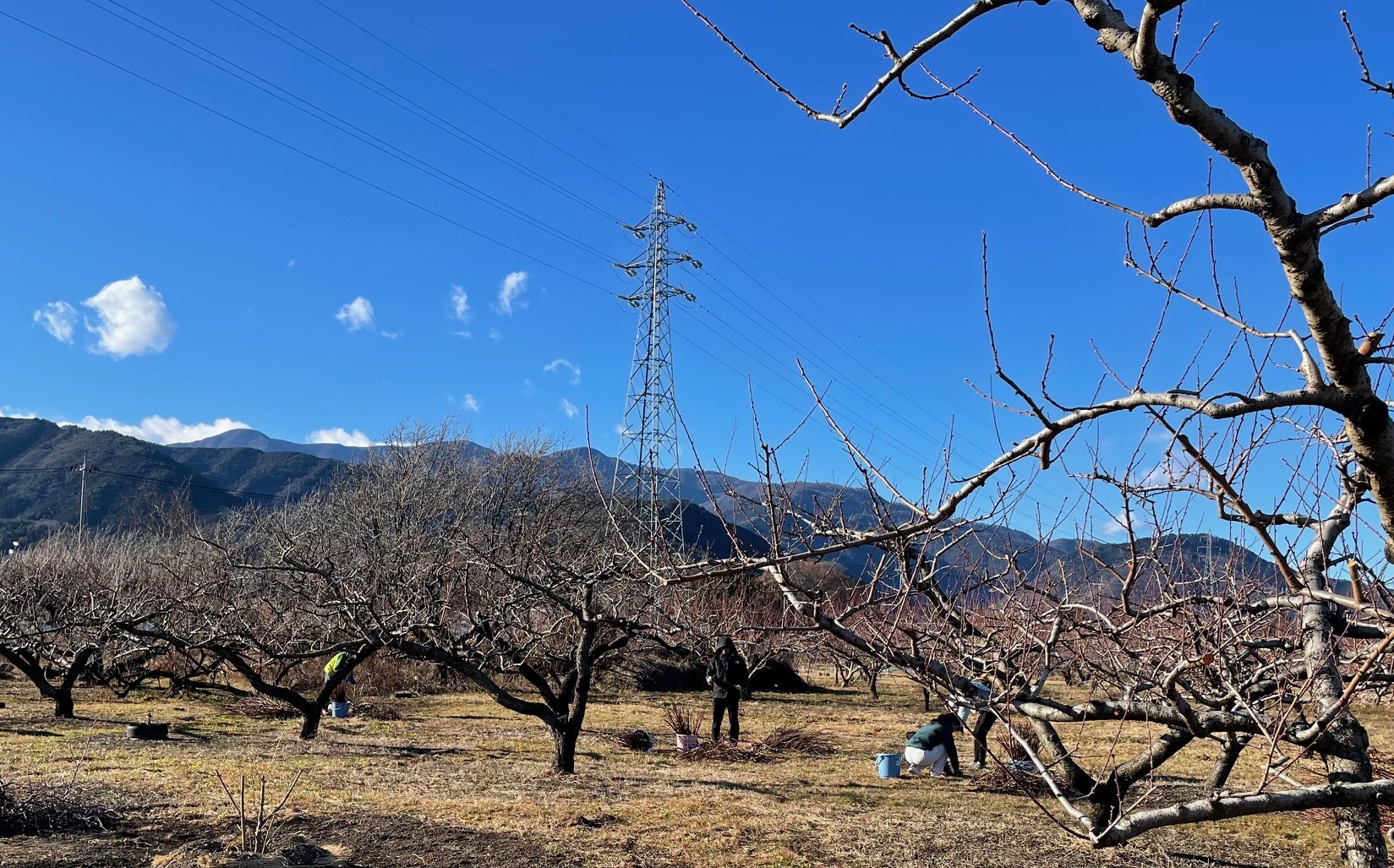 【桃の花枝集め】