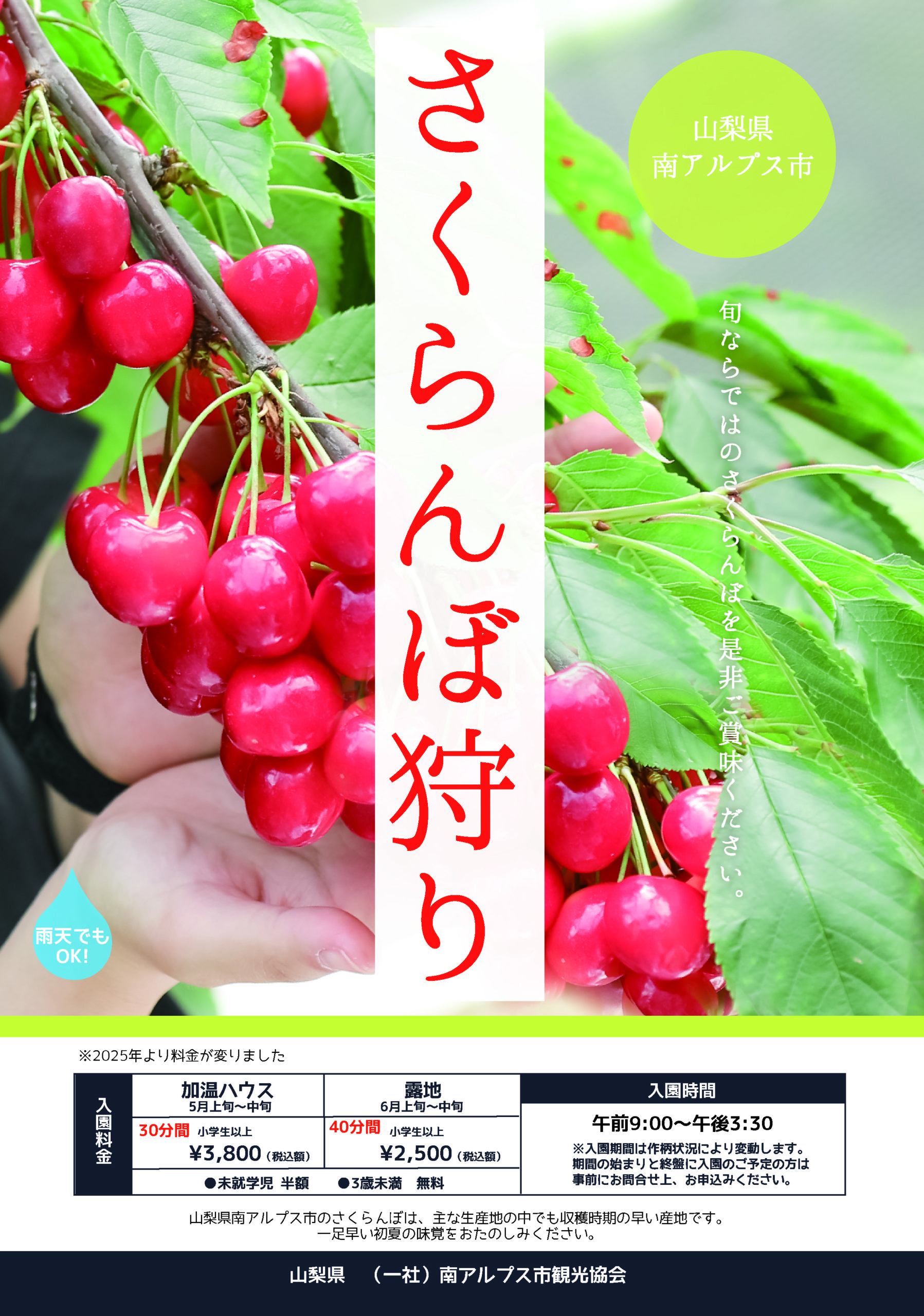 さくらんぼ 狩り 山梨