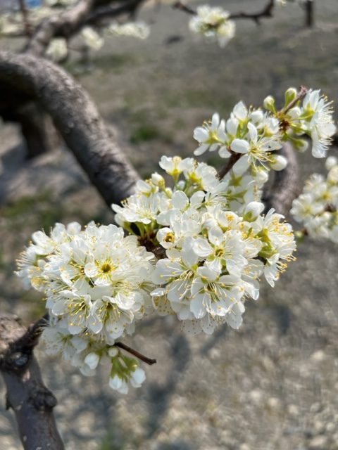 【春の花 開花状況】3/26