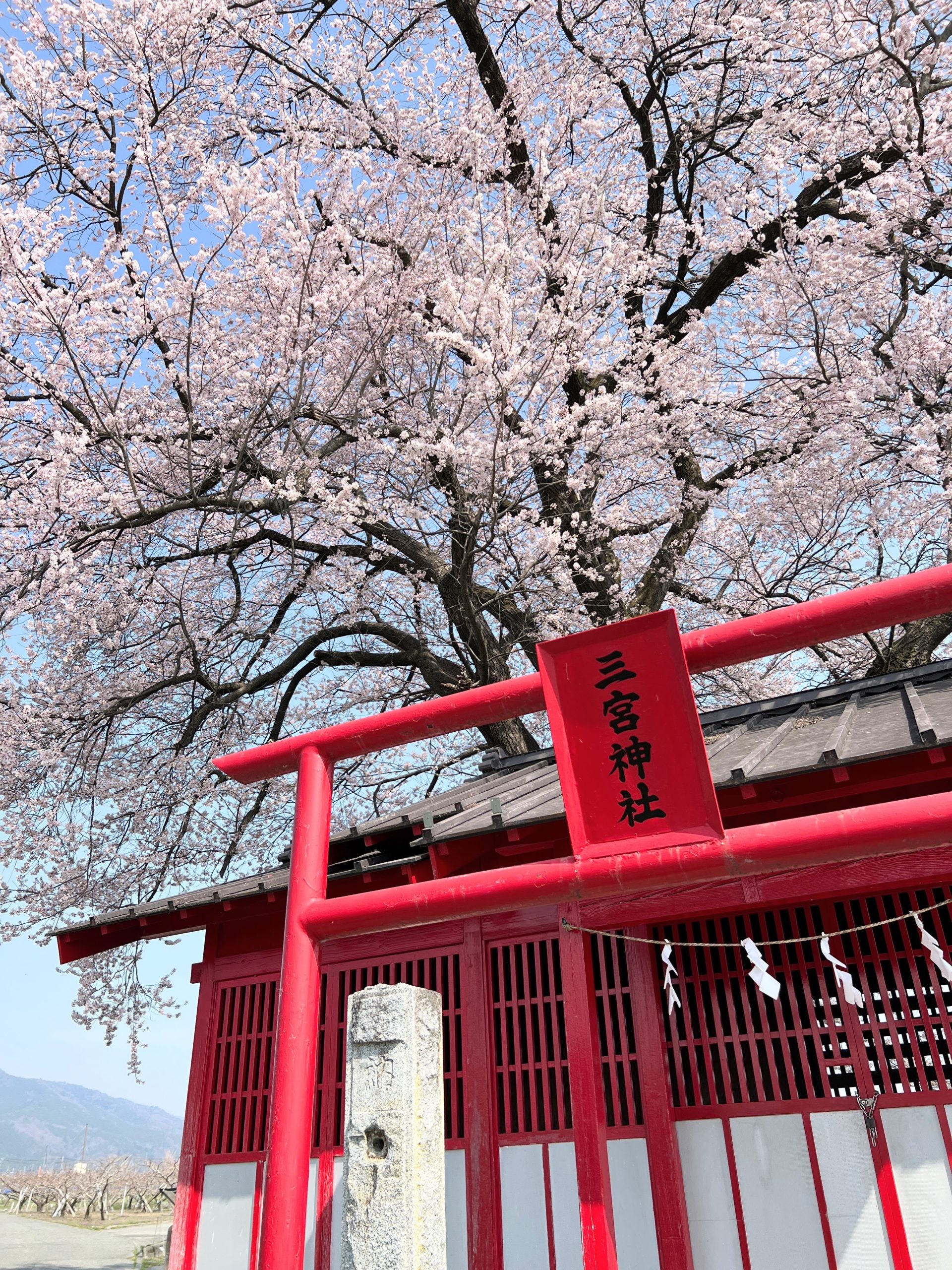 【春の花 開花状況】3/27