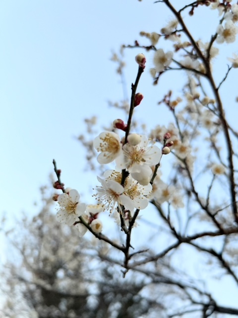 【梅の花が満開です！】南アルプス市