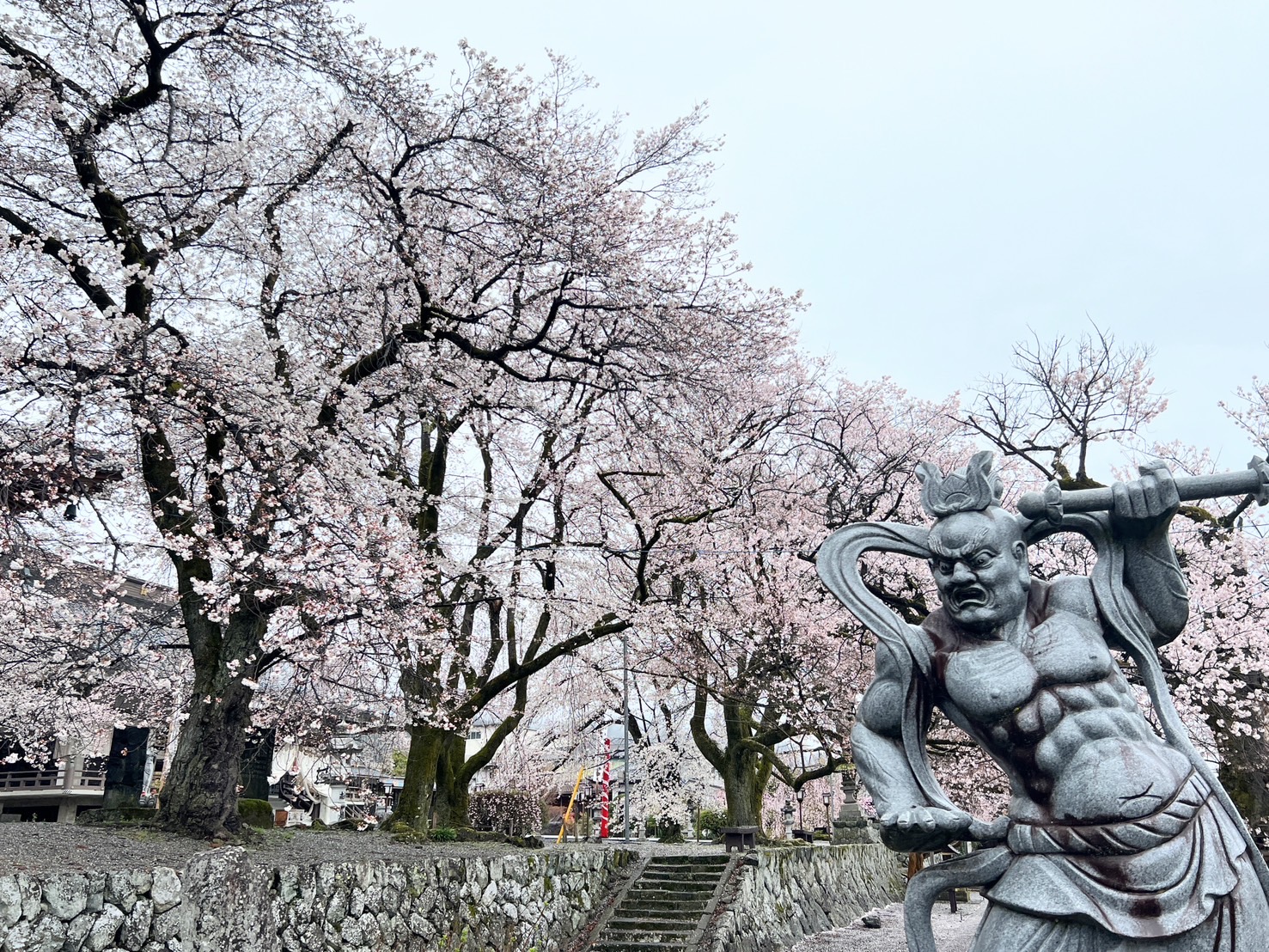 【春の花 開花状況】4/3