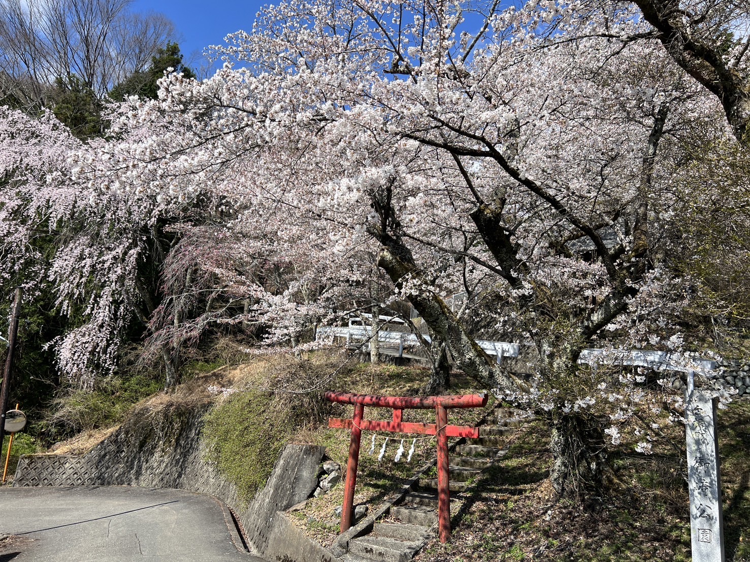 【春の花 開花状況】4/4