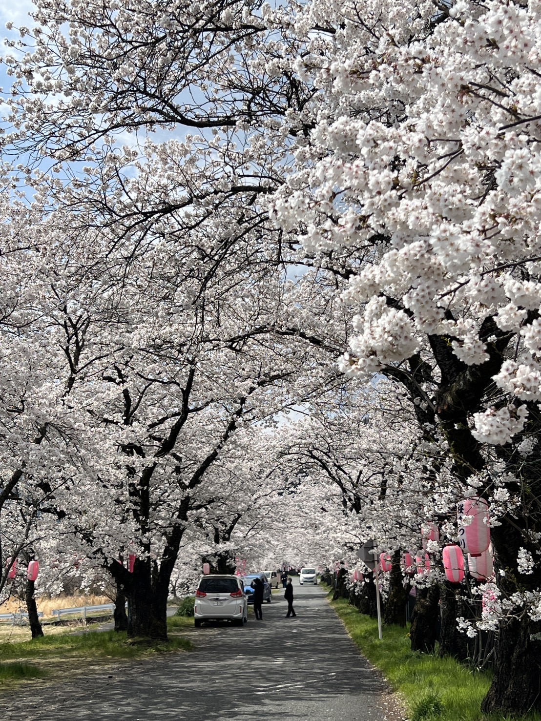 【春の花 開花状況】4/7