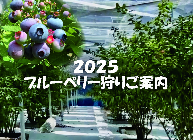 【2025 ブルーベリー狩り】