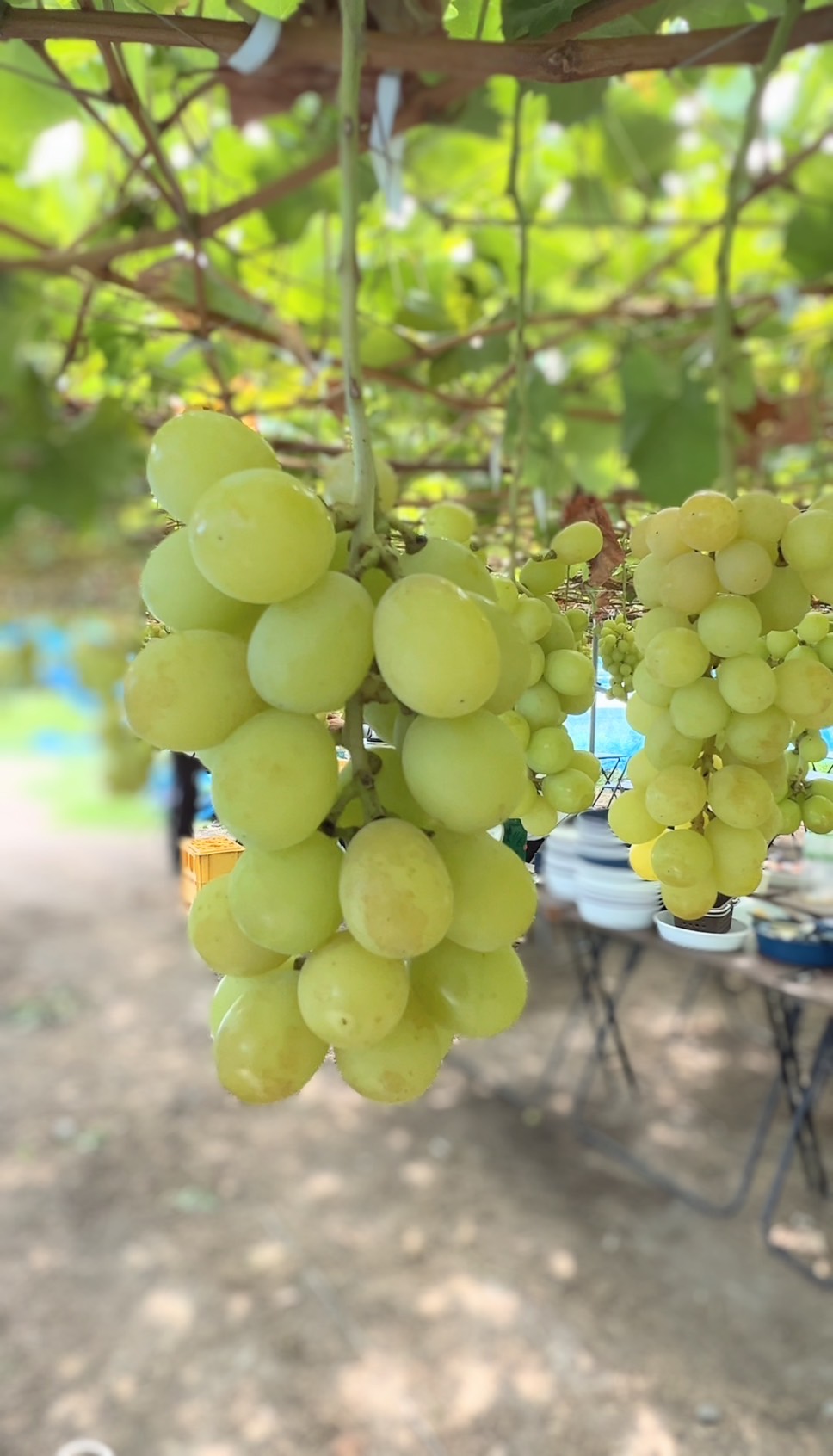 【ぶどう狩り】in南アルプス市