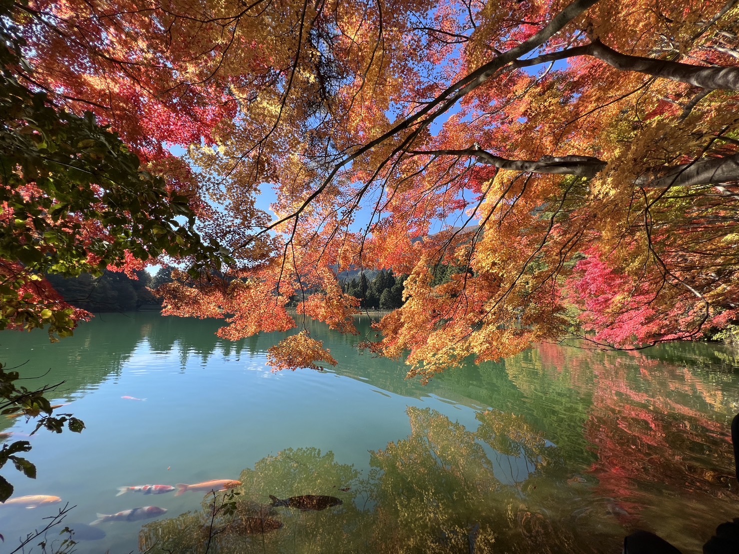 【エコパ伊奈ヶ湖 紅葉祭】エコパ伊奈ヶ湖
