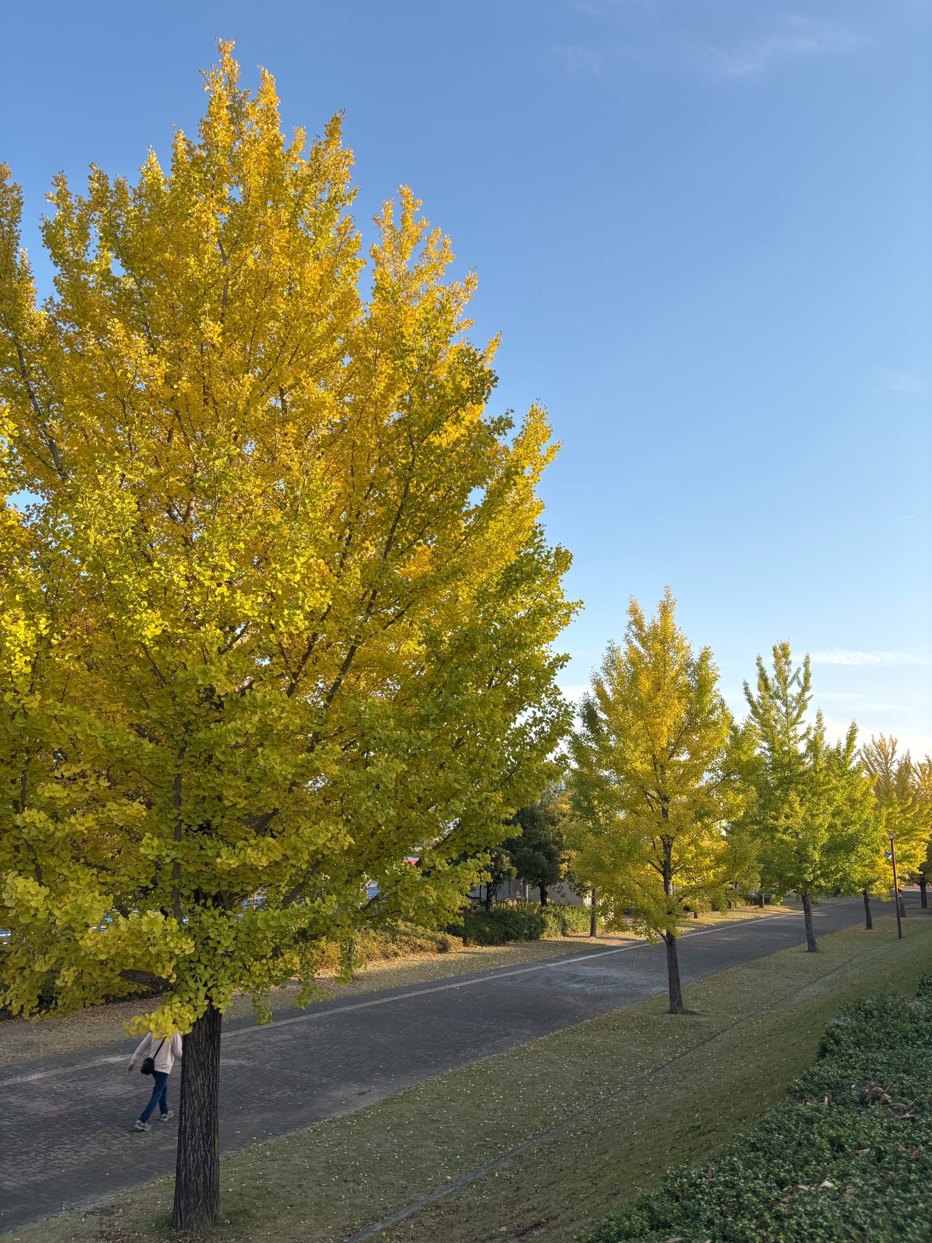 南アルプス市内 紅葉】11/7 | 一般社団法人 南アルプス市観光協会