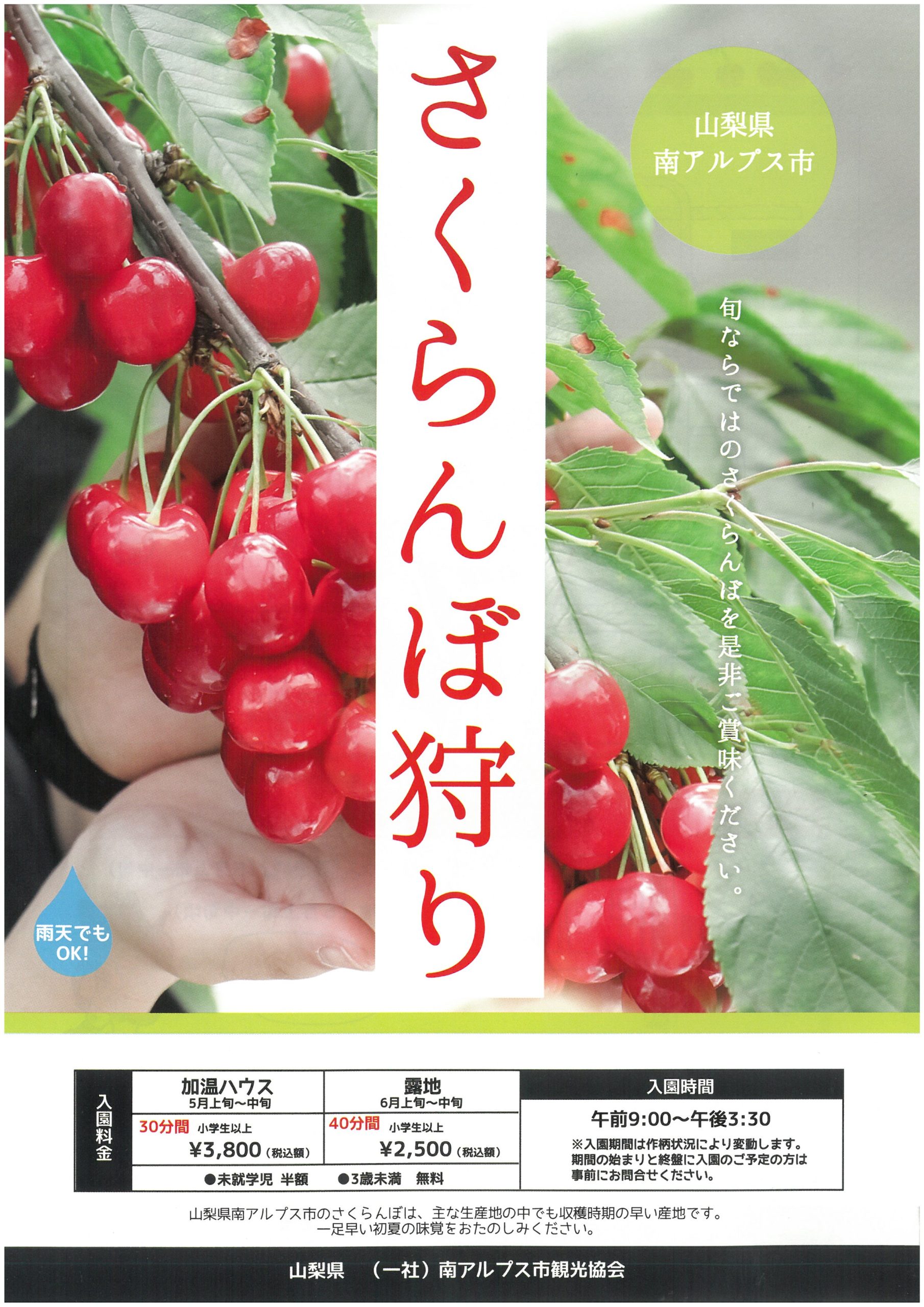 さくらんぼ 狩り 山梨