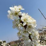 【春暖花開】3/26