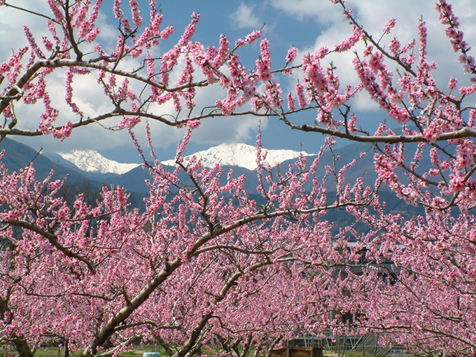 Minami Alps City – a Paradise in Spring (Togenkyo)