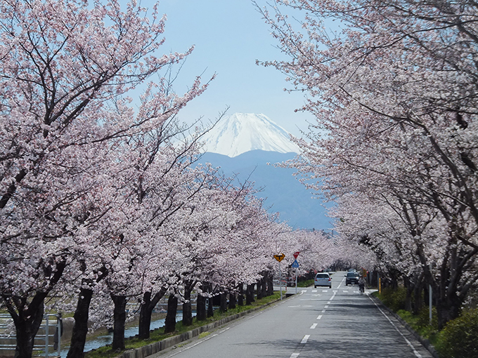 Cherry Blossom Viewing Spots in Minami Alps City