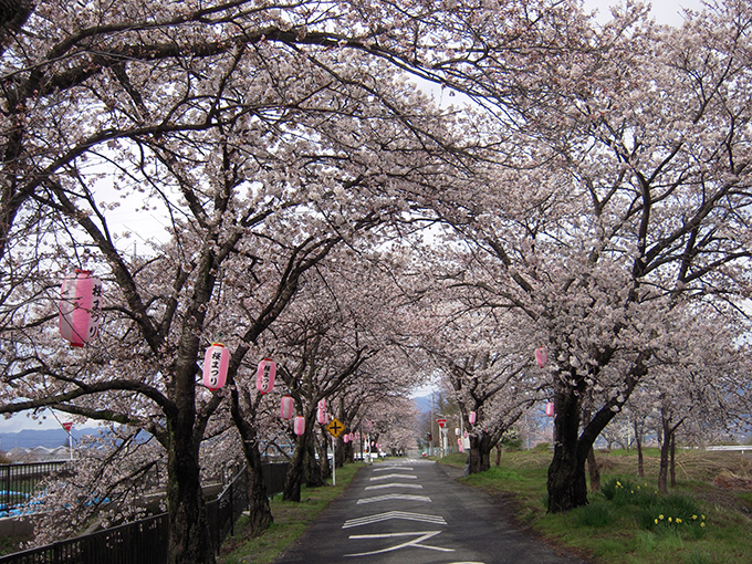 Cherry Blossom Viewing Spots in Minami Alps City